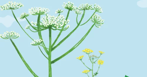 Des plantes toxiques à surveiller.